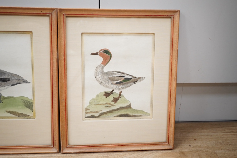 After F.N. Martinet (French, 1731-1800), set of four coloured engravings, ducks, 20 x 16cm. Condition - good